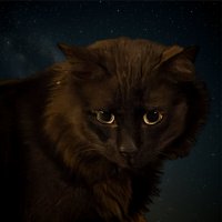 Бездомный кот :: Александр Деревяшкин Бездомный кот :: Александр Деревяшкин