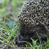 Ёжик :: Евгений Васильев