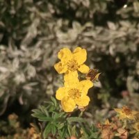 Курильский чай :: Сапсан 