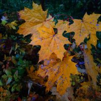 Октябрь уже отступил :-( :: Андрей Лукьянов