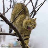 "Тигр " :: Светлана Ищенко