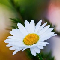 Ромашка — белая красавица :: Светлана Ищенко Ромашка — белая красавица :: Светлана Ищенко