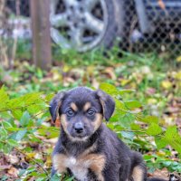 *** :: Андрей Л. В.