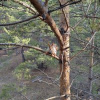 Жизнь белок тлеуток :: Андрей Хлопонин