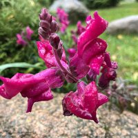 А говорят - чудес на свете нет... :: Olga Oskolkova