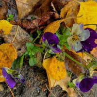 *** одни из последних...*** :: Olga Oskolkova