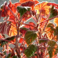 Праздник на моём окне... :: Галина Ильясова