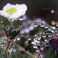 Всё в капельках дождя :: Людмила Смородинская