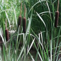 Осенний рогоз :: Людмила Смородинская