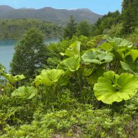 Лопухи у Голубого озера :: ИРЭН@ .