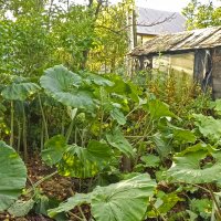 Лопухи у дома моего. Сахалин. :: ИРЭН@ .