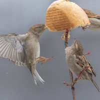 из жизни воробьев . :: юрий макаров