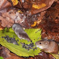 Конкуренты :: Лина Конкуренты :: Лина