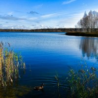 Все утки улетели на зимовку, а одна осталась. :: Милешкин Владимир Алексеевич Все утки улетели на зимовку, а одна осталась. :: Милешкин Владимир Алексеевич