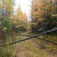 Осень в уральской тайге :: Галина Ильясова