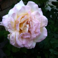 Глория Дей :: Валентин Семчишин Глория Дей :: Валентин Семчишин