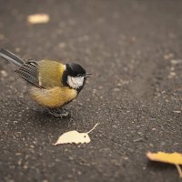 * :: Svetlana Galvez