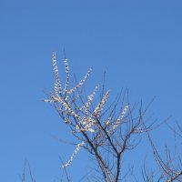 Апрель :: Елена Шаламова