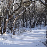 Природа Крыма :: Amazing Cosmea