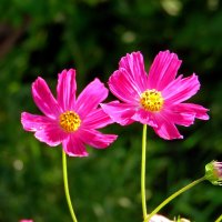 Яркая парочка. :: nadyasilyuk Вознюк Яркая парочка. :: nadyasilyuk Вознюк