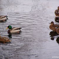 Утки в парке Победы...СПБ... :: vadim 