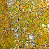 Последние дни золотой осени :: Светлана 