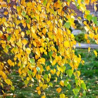 Последние дни золотой осени :: Светлана 