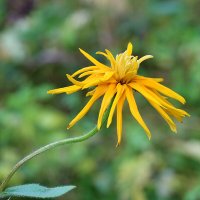 Растрёпа (Арника горная) :: Светлана Растрёпа (Арника горная) :: Светлана