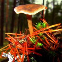 *** :: Галина Полина