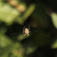 Паучок :: Светлана Тихонина