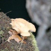 Ежовик жёлтый :: Andrey Lomakin Ежовик жёлтый :: Andrey Lomakin