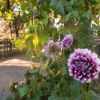 Утренние улыбки :: Наталья 