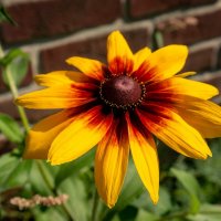 Про рудбекию... :: Николай Гирш Про рудбекию... :: Николай Гирш