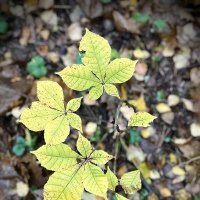 Каштановый малыш. :: Любовь 