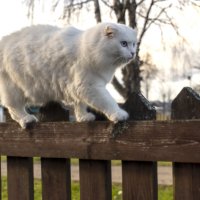 Прогулка по забору :: Сергей Ц