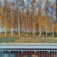 Висячие леса... :: Александр Чеботарь