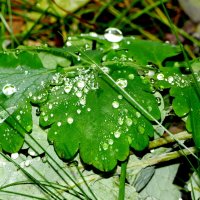 природа 30 октября 12 :: Александр Прокудин природа 30 октября 12 :: Александр Прокудин