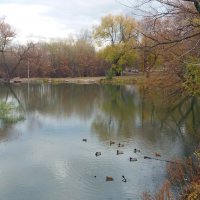 Утки на пруду :: Galina Solovova