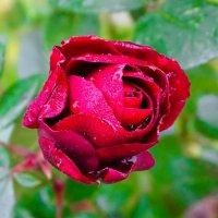 Цветут розы на городской клумбе в ноябре. :: Милешкин Владимир Алексеевич 