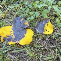 Осенние краски :: Валерий Иванович Осенние краски :: Валерий Иванович