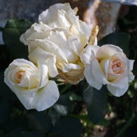 Розы от августа. :: сергей ермошкин