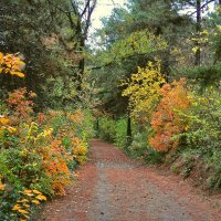 Осень золотая. :: Vladimir Lisunov