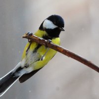 синичка -спортсменка с шестом :: леонид логинов