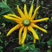 Зеленоглазка :: Людмила Смородинская