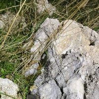 Сколопендра :: Георгиевич Сколопендра :: Георгиевич