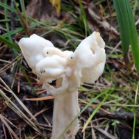 Весёлый гриб. :: nadyasilyuk Вознюк