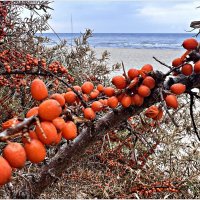 Облепиха. :: Валерия Комова