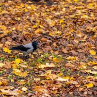Я тоже люблю гулять в парке :: Дмитрий Лупандин