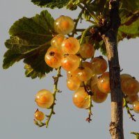 Смородины спелые гроздья. :: nadyasilyuk Вознюк Смородины спелые гроздья. :: nadyasilyuk Вознюк