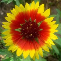 **** :: Елена Семигина